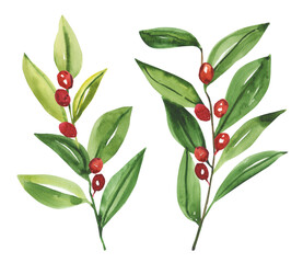 Watercolor hand painted botanical Christmas winter leaves and branches illustration set isolated on white background