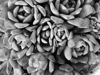 close up of a bunch of dried flowers