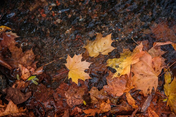 Fallen yellow leaves in the water. Autumn natural background.