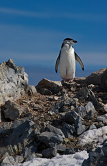 Chinstrap  Penguin on the lookout