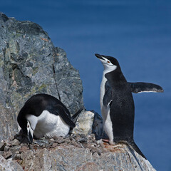 Busy Chinstrap Penguins nesting