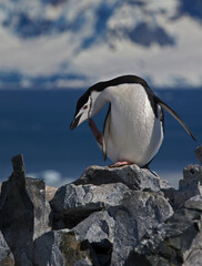 Fototapeta premium Chinstrap Penguin wilderness yoga