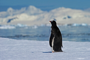 Penguin Loneliness in Antarctica © Nina