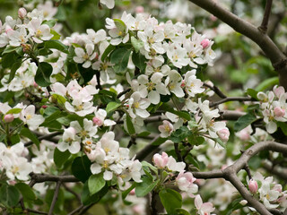 Spring flowers on apple-tree branches