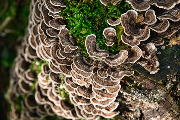 Coriolus Mushroom _03