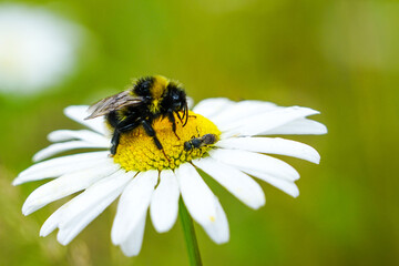 Obraz premium bumble bee sucks flower nectar from daisies