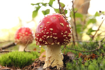 a little red fly agaric mushroom in the forest with green moss at a sunny day in autumn