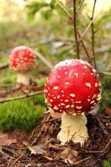 two beautiful little red fly agaric mushrooms with green moss and brown leaves in the forest at a sunny day in autumn