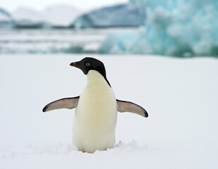 Obraz premium Lone Adelie Penguin on the snow