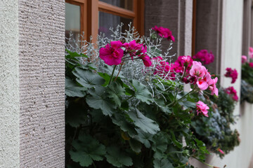 Fototapeta na wymiar Garden geranium flowers in pots on a windowsill