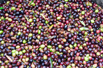 Distesa di olive appena raccolte (Liguria, Italia)