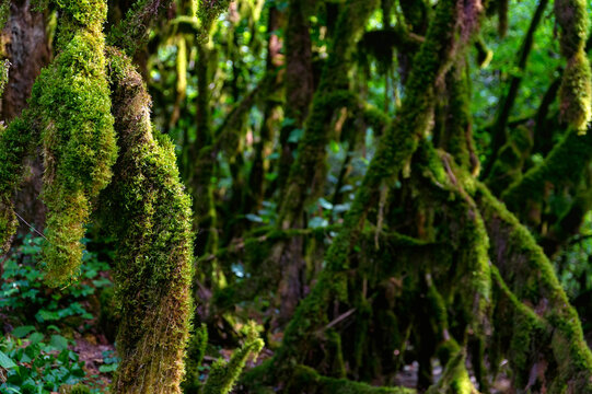 Close up of moss growing on tree branches.