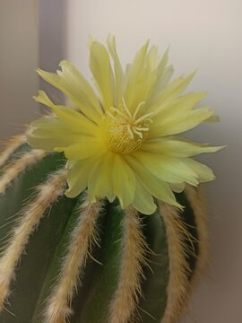 close up picture of beautiful big cactus