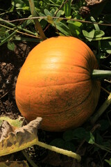 pumpkin in the garden