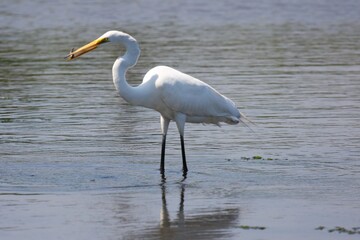 Egret_Fish 1