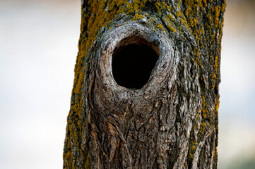 Obraz premium Close-up of black bottomless hollow in an autumn tree