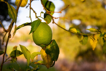 Limón orgánico en el árbol