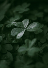 Fototapeta na wymiar Green clover close up