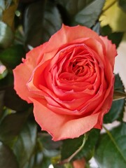 beautiful roses bouquet 