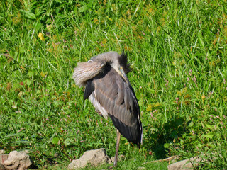 Blue Heron Bird on Lake Shore Stretching Long Neck to Groom and Bath in Sunlight