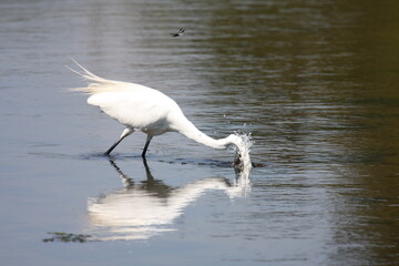 Egret_Fish 2