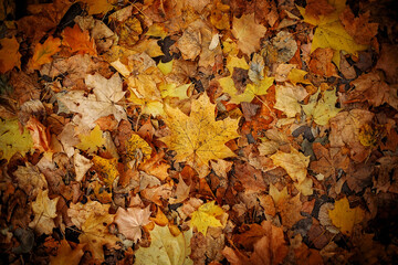 Fallen yellow leaves. Autumn natural background. Close up.