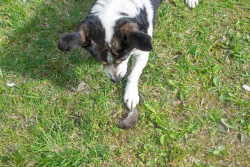 Fototapeta premium dog playing with a field mouse, top view