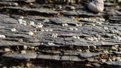 Close-up in and around beach rock pools with shells and barnacles in sunlight