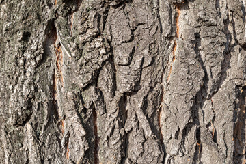 Surface texture of willow bark, background.