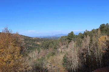 Aspen and Pine Forest 13