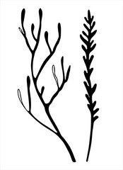 Moss branches line art. Hand drawn vector illustration for decoration purposes. Isolated on white