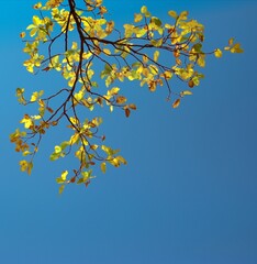 autumn yellow leaves against sky