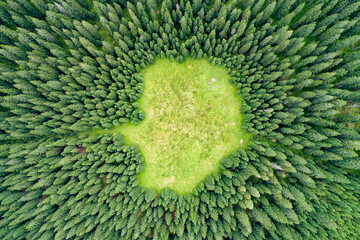 Vertical aerial view of spruce and fir forest (trees) lake and meadow, Pokljuka, Slovenia.