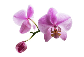 Naklejka na ściany i meble Beautiful orchid flower on a white background .