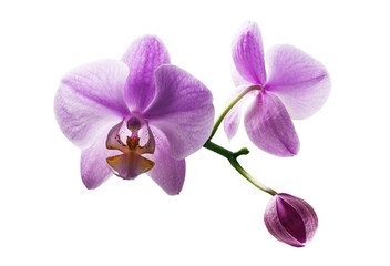 Fototapeta na wymiar Beautiful orchid flower on a white background .