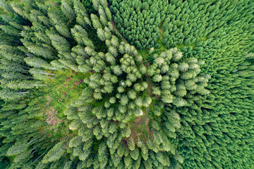 Vertical aerial view of spruce and fir forest (trees) lake and meadow, Pokljuka, Slovenia.