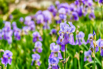Closeup of violet iris flowers in a green garden