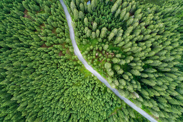 Vertical aerial view of spruce and fir forest (trees) lake and meadow, Pokljuka, Slovenia.
