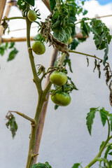 View of tomatoes on the branches ripening in the sun with some slices on the vegetables