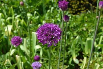Obraz premium Allium giganteum