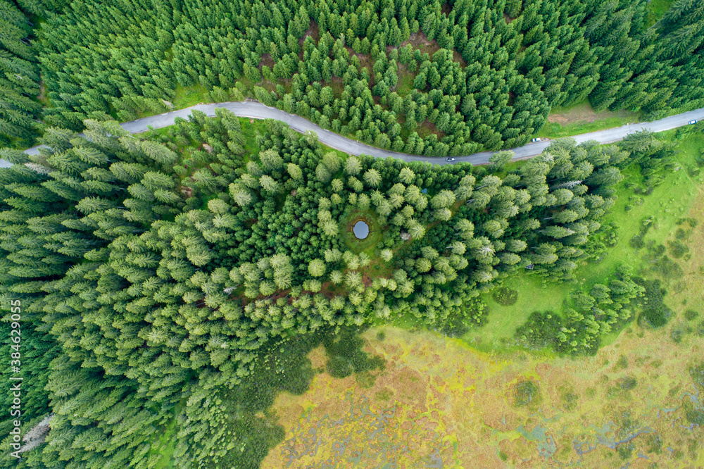 Canvas Prints Vertical aerial view of spruce and fir forest (trees) lake and meadow, Pokljuka, Slovenia.