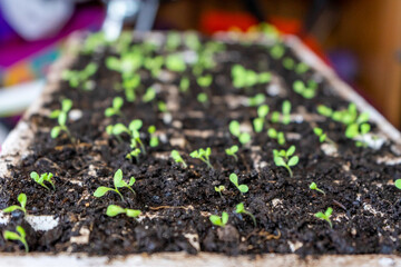 View of white seedbed with many plant shoots emerging