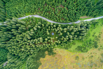 Vertical aerial view of spruce and fir forest (trees) lake and meadow, Pokljuka, Slovenia.