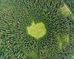 Vertical aerial view of spruce and fir forest (trees) lake and meadow, Pokljuka, Slovenia.