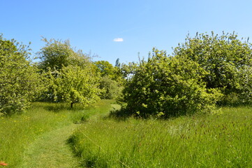 Shrubs in meadow