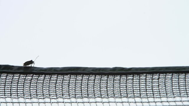 Chinch Bugs in the human environment.