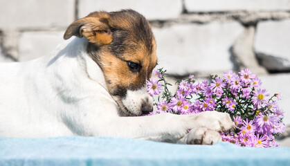 mongrel puppy and flowers on a white brick wall background