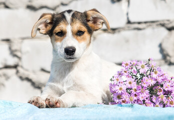 mongrel puppy and flowers on a white brick wall background