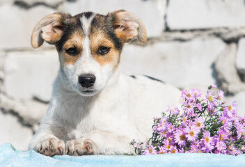 suspicious mongrel puppy and flowers on the background of a white brick wall