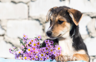 mongrel puppy sniffs flowers against a white brick wall